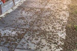 Uginuli su milioni pčela: Evo na šta pčelari sumnjaju