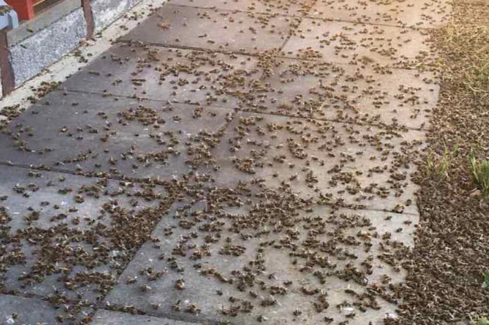 Uginule pčele u Međimurju, Foto: Udruga Agacija
