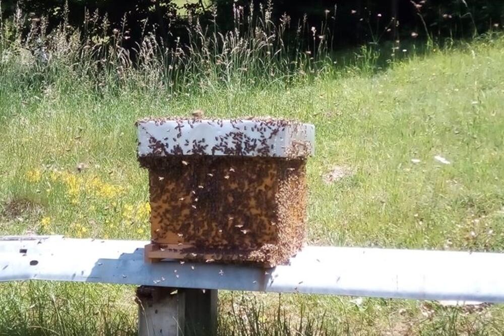 Pčele moraju da prihranjuju, Foto: Privatna arhiva