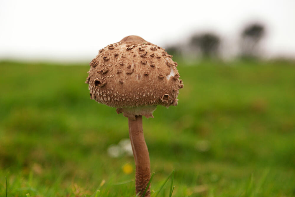 Ilustracija, Foto: Shutterstock.com