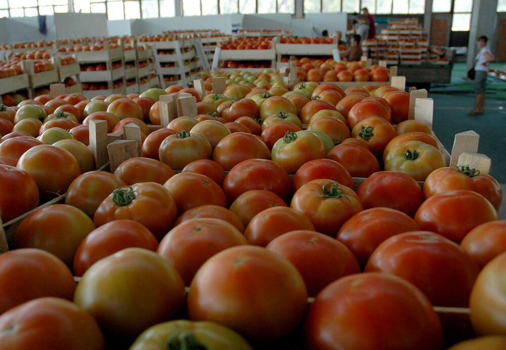 "Danas se uvozi paradajz koji je iznutra zelen", Foto: Luka Zeković