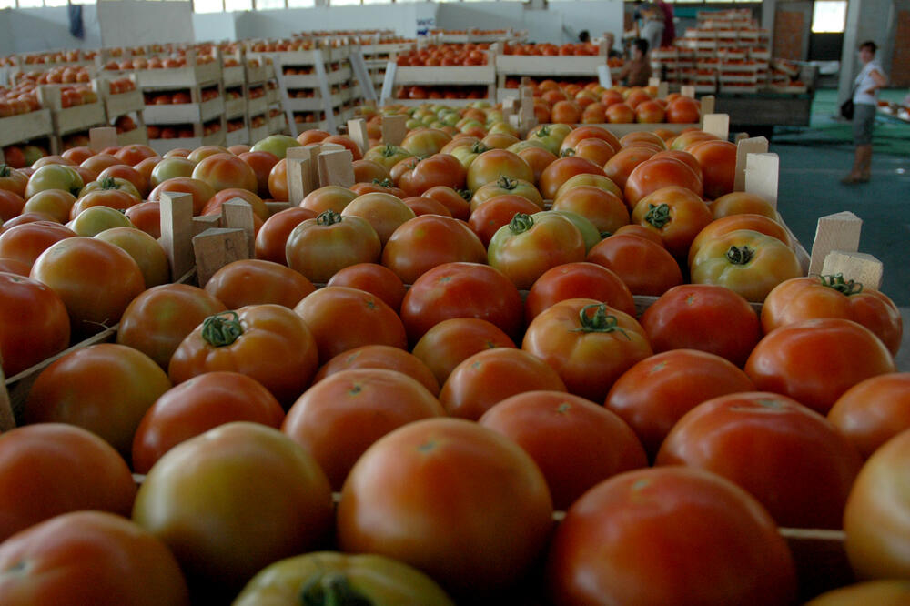 "Danas se uvozi paradajz koji je iznutra zelen", Foto: Luka Zeković