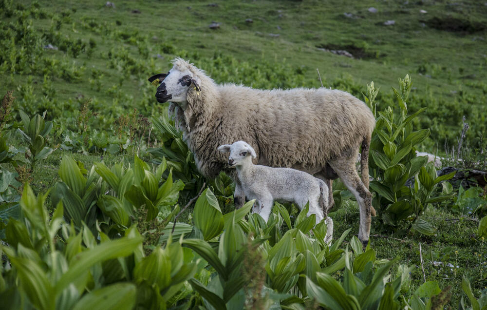 Na planini je ostalo oko 200 ovaca, nekad ih je bilo preko 10.000