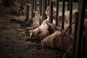 Srbija: Afrička kuga svinja potvrđena u 32 opštine