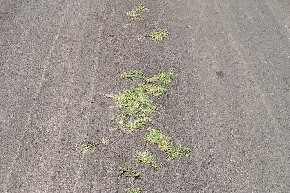 Trava niče iz novog asfalta u Bogišićima, Foto: Siniša Luković