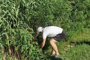 Uklonjen bagremac oko Šaskog jezera