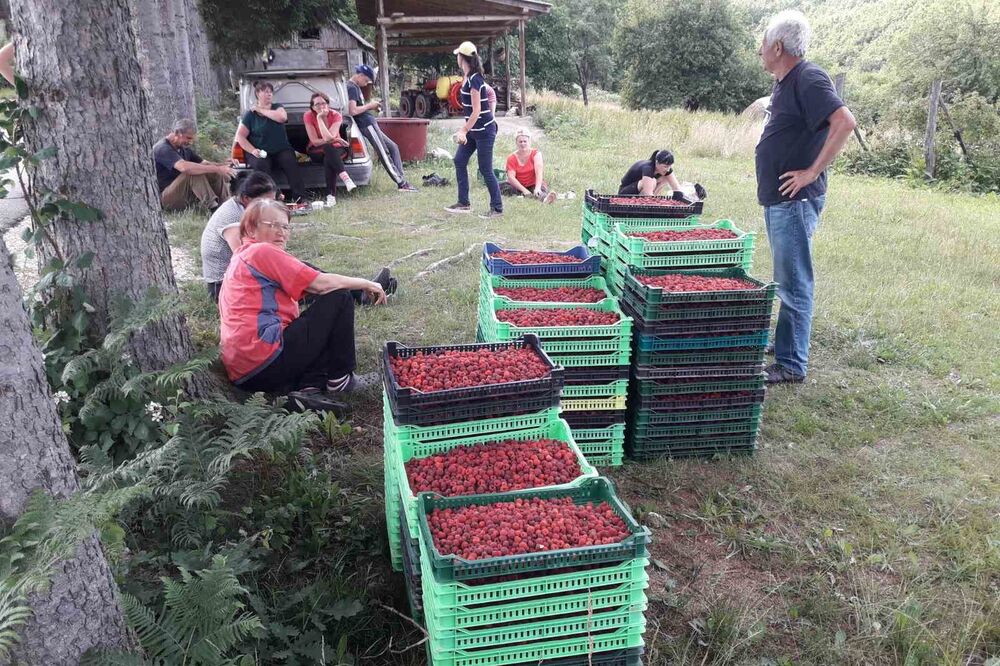 Berba već počela: Malinari iz Bijelog Polja, Foto: Privatna arhiva