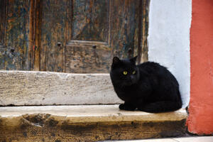 Crne mačke nijesu crne: Mornarima i mladencima donose sreću
