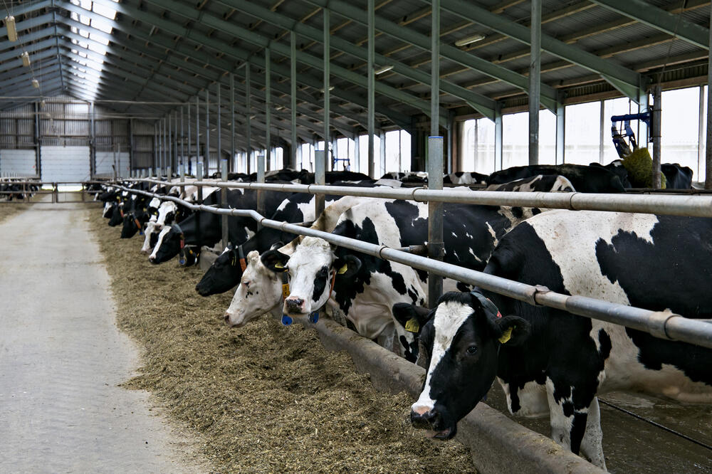 Da li je lakše uvoziti ili podsticati proizvodnju: Farma goveda (ilustracija), Foto: Shutterstock.com