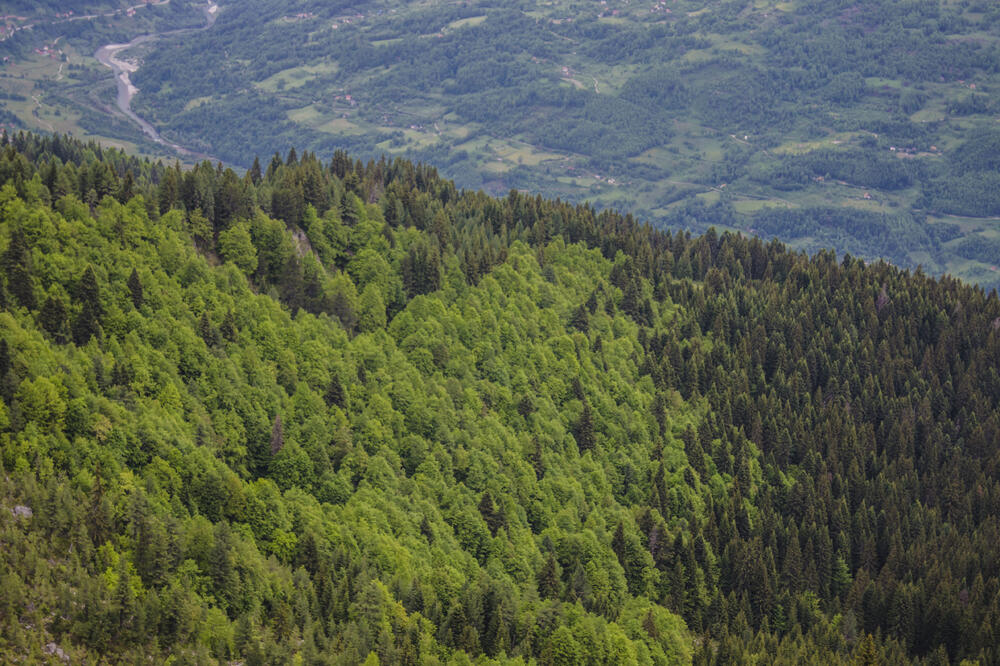 Djelovi šume iznad Ulotine dio su Emerald zone, ali su i i predmet koncesija, Foto: Damira Kalač