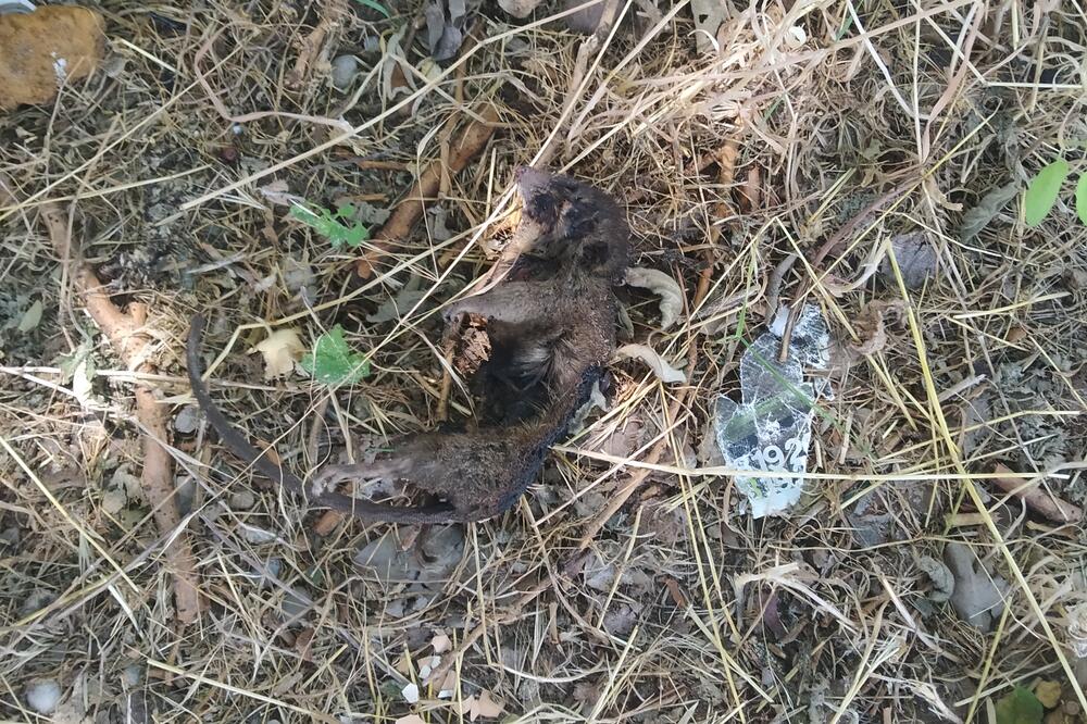 Pacove spržila struja, Foto: Borko Ždero