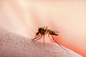 Zaprašivanja komaraca još nema