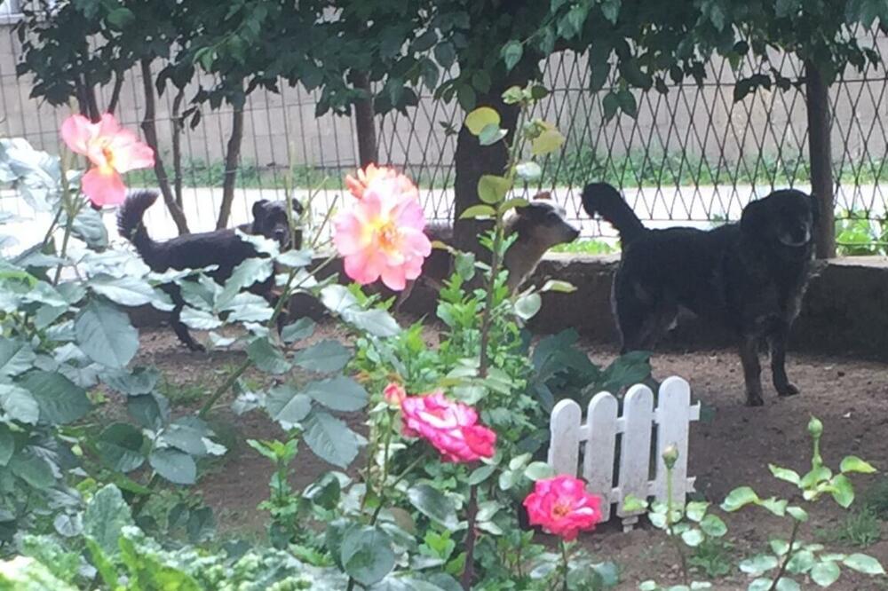 U dvorištu Gargović u naselju Donje Luge, Foto: Privatna arhiva