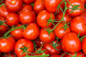 Ni ukusa ni mirisa: Šta se desilo s paradajzom?