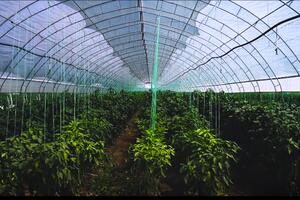 Plodovi naše zemlje