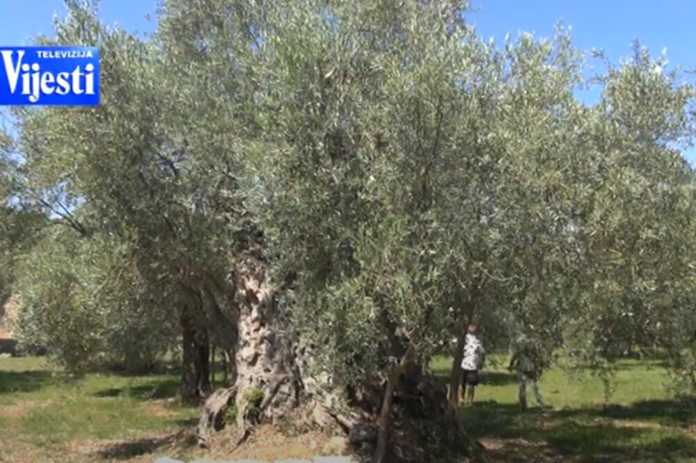 Masline, Foto: Printscreen YouTube