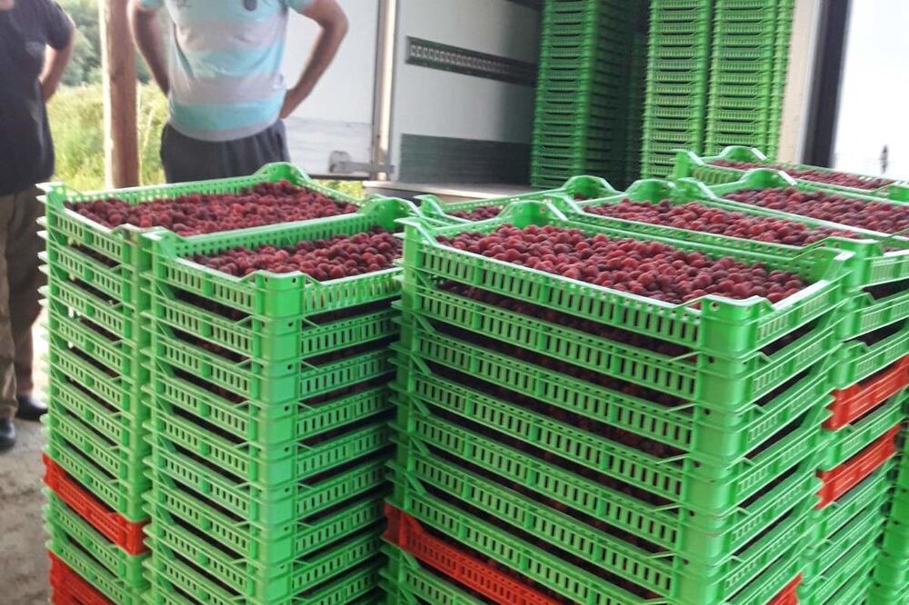 Otkup maline, Foto: Privatna arhiva