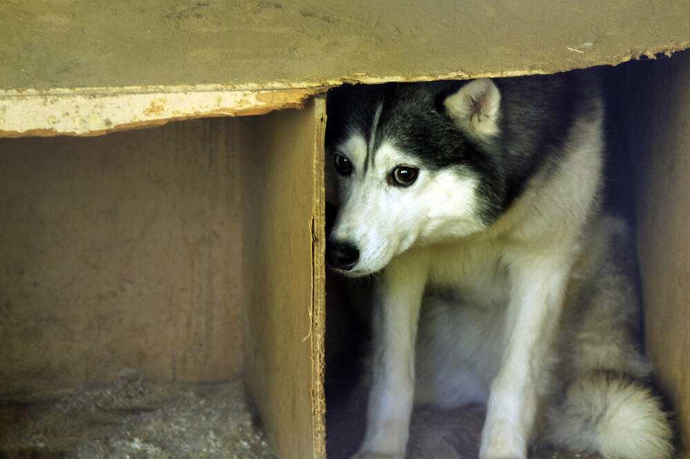 Aktivisti traže veće kazne zatvora za ubijanje i mučenje životinja (Ilustracija), Foto: Shutterstock