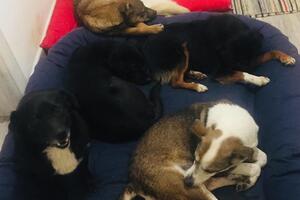 Psi Inese Gargović prinudno idu u azil, ni zakon se ne pita