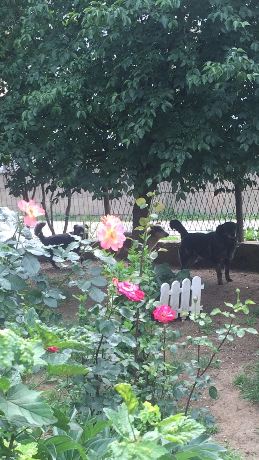 U dvorištu Gargović u naselju Donje Luge 