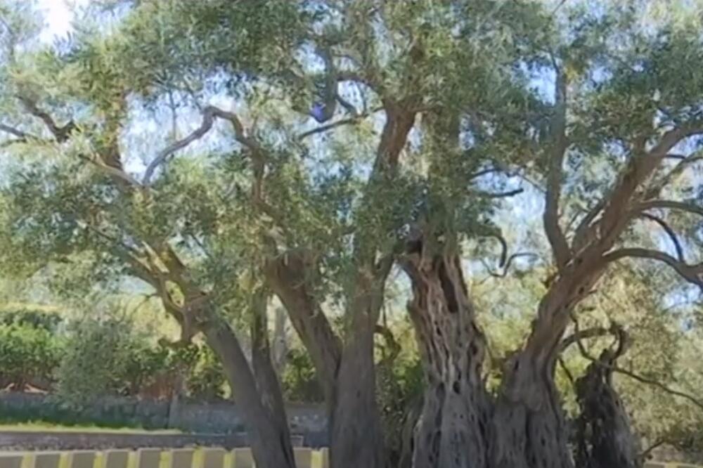 Stara maslina u Baru, Foto: Printscreen