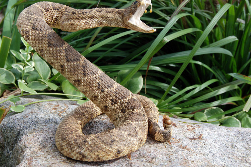 Ilustracija, Foto: Shutterstock.com