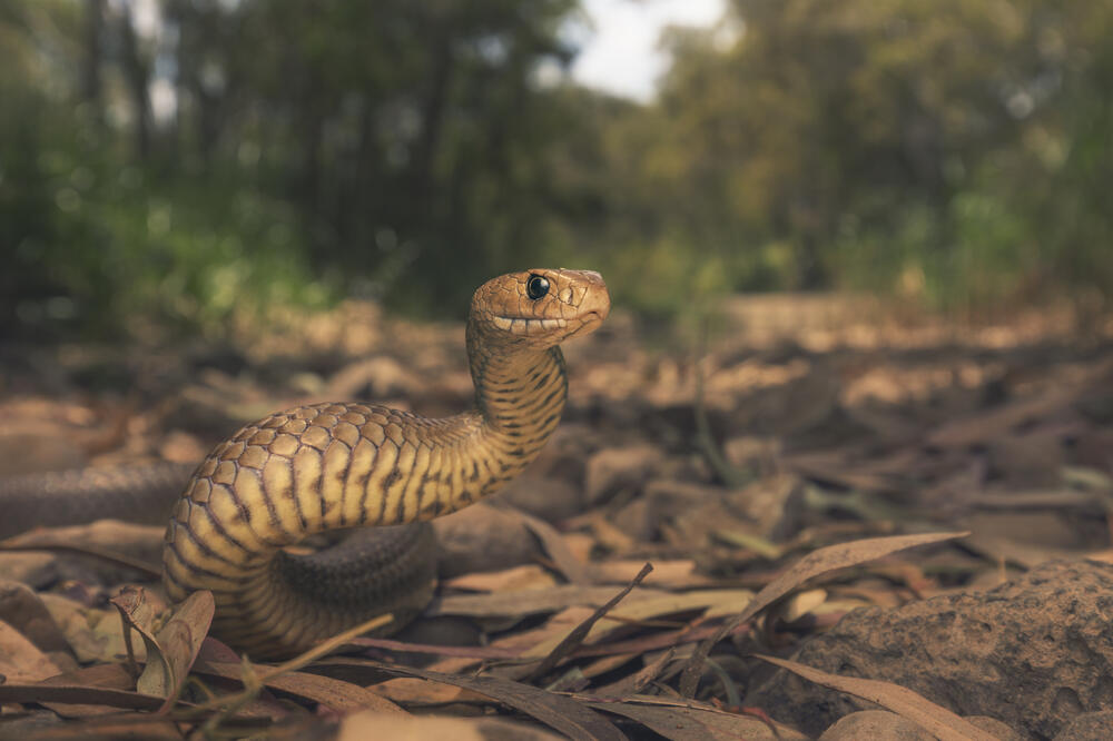 Foto: Shutterstock.com