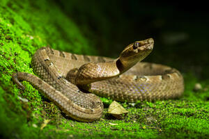 Otrov brazilske zmije potencijalni korak prema lijeku za kovid