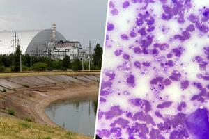 Černobiljske gljivice upijaju štetnu kosmičku radijaci