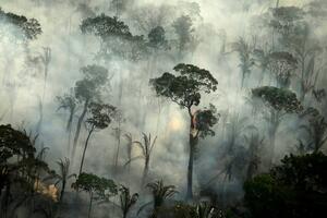 Brazil i Amazonija: Strašni požari bi ponovo ponovo mogli da...
