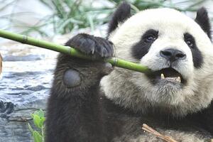 Naučnici upozoravaju: Bitka za spas pandi škodi drugim sisarima