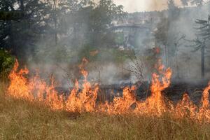 Herceg Novi: Širi se požar iznad Zelenike