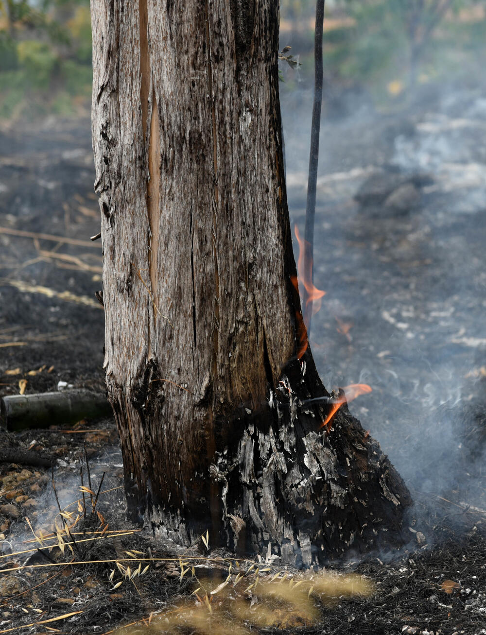 <p>Podgorički vatrogasci gase vatru koja je zahvatila travu, nisko rastinje i drveće i u blizini centra pored mosta Milenijuma</p>