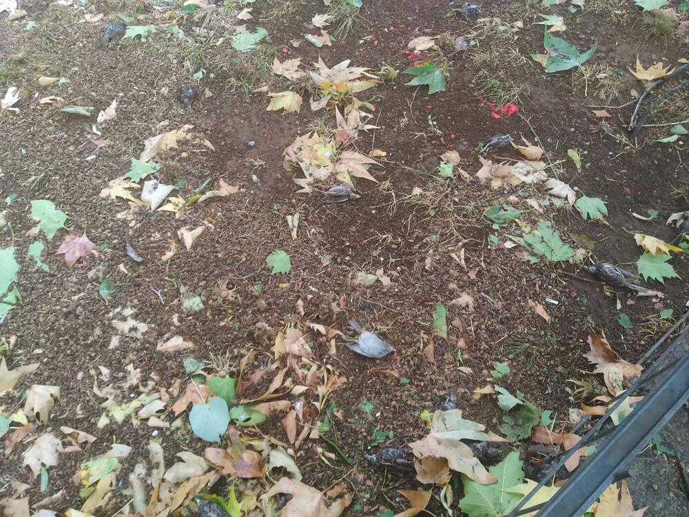 <p>"S obzirom na klimatske promjene i sve veće zagrijavanje atmosfere time i više energije u vazduhu, oluje će biti jače i destruktivnije, a ovi prizori češći"</p>