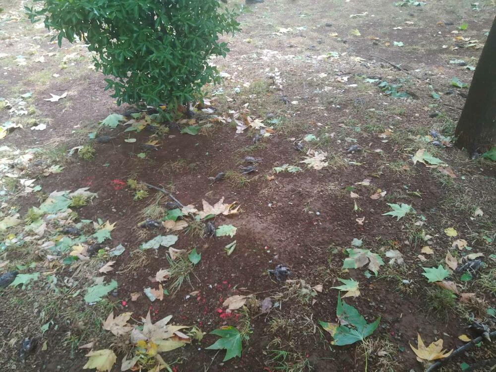 <p>"S obzirom na klimatske promjene i sve veće zagrijavanje atmosfere time i više energije u vazduhu, oluje će biti jače i destruktivnije, a ovi prizori češći"</p>