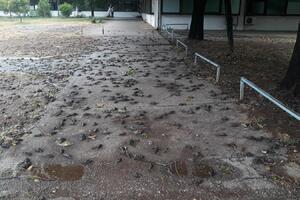Posljedice nevremena: Veliki broj uginulih vrabaca u Podgorici