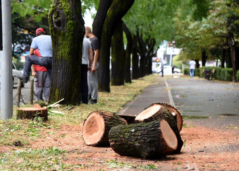 <p>Veliko nevrijeme zahvatilo je sinoć Podgoricu. </p>  <p>Oluja je pričinila veliku štetu - poplavljene su bile ulice, u pojedinim dijelovima grada je voda ušla i u podrume i poslovne prostore u suterenu, a vjetar je na dosta lokacija polomio drveće.</p>  <p>Pogledajte fotografije koje je zailježio fotoreporter "Vijesti", Luka Zeković.</p>