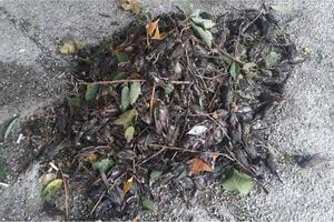 Ljetnje oluje u Crnoj Gori: Šta ubija podgoričke vrapce