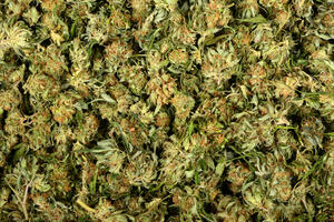 U akciji "Zamka" zaplijenjeno oko 2,5 tona marihuane