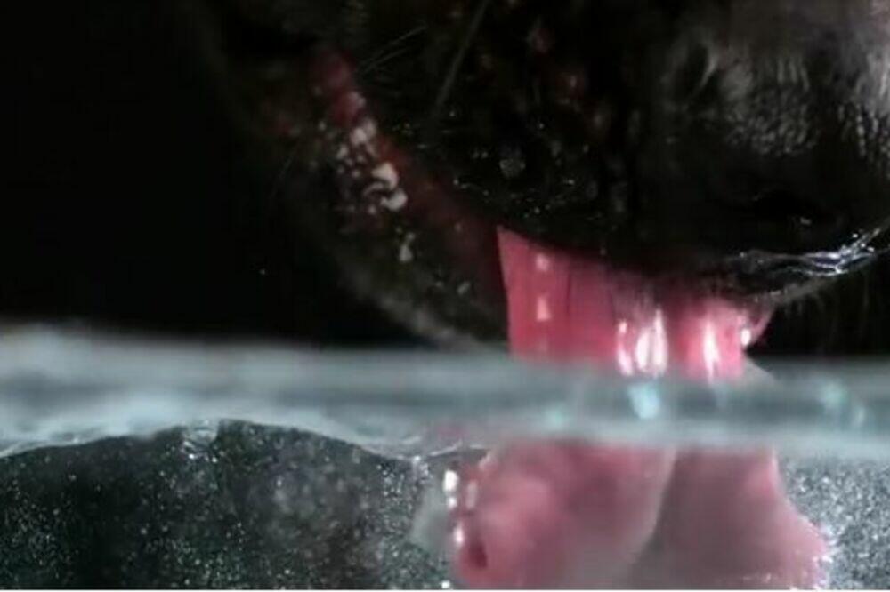 Ilustracija, Foto: Screenshot