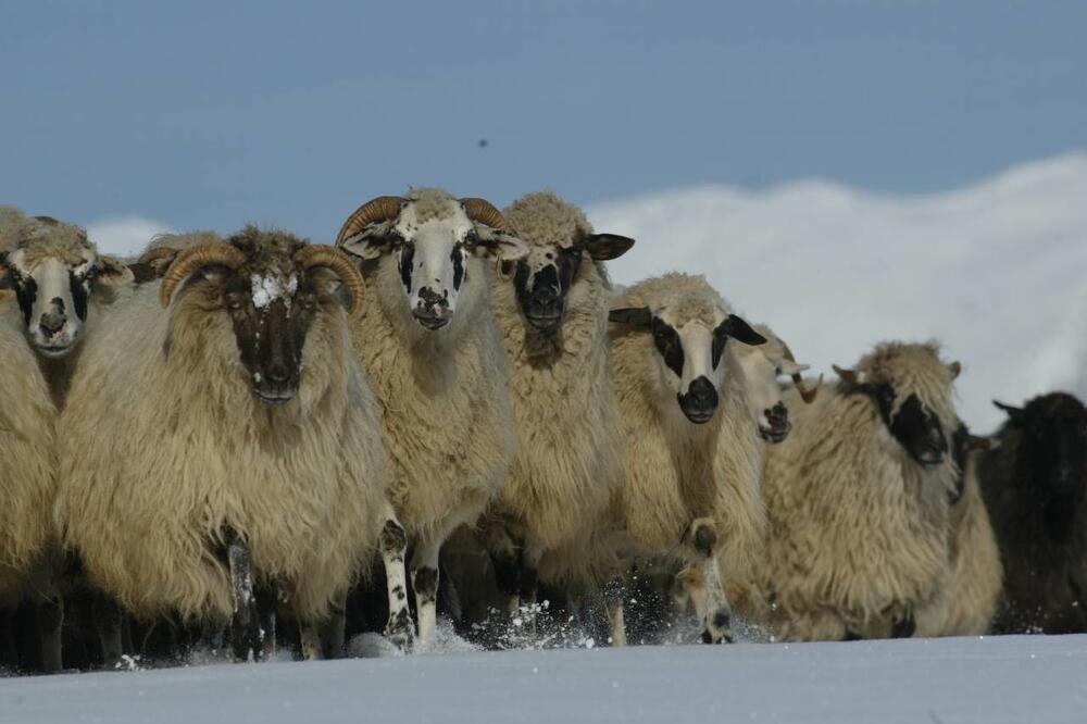 Prema Monstatu, šišanjem ovaca dobije se 190 tona vune, dok se 95 odsto baci ili spali
