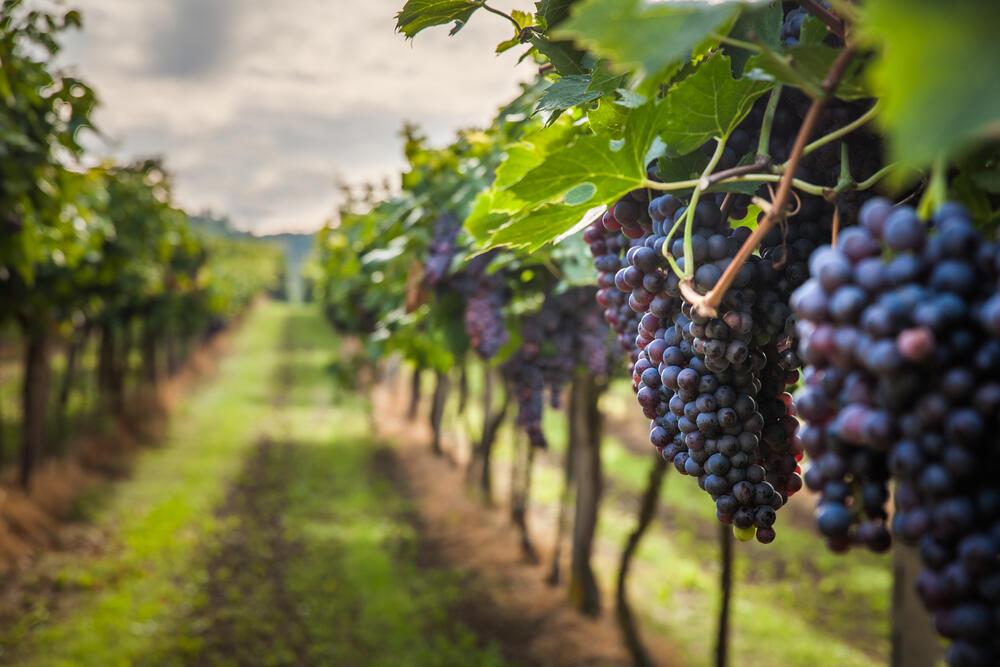 Grožđe, Vinogradi