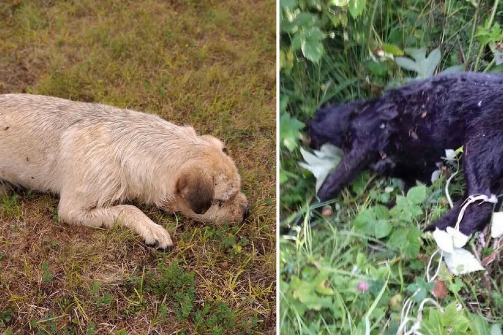 Neki od pasa koji su stradali na Žabljaku i u nikšićkoj opštin, Foto: Privatna arhiva