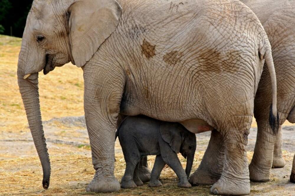 Slonče sa majkom, Foto: Printscreen YouTube