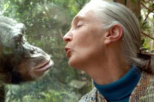 Džejn Gudol, naučnica koja je promijenila našu sliku o šimpanzama:...