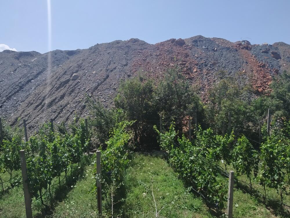 Vinograd Medojevića okružen šutom
