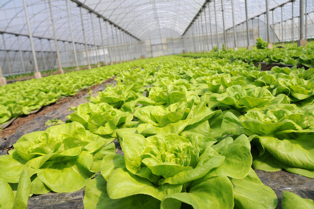 Pomoć dobilo 1.389 proizvođača (Ilustracija):, Foto: Boris Pejović