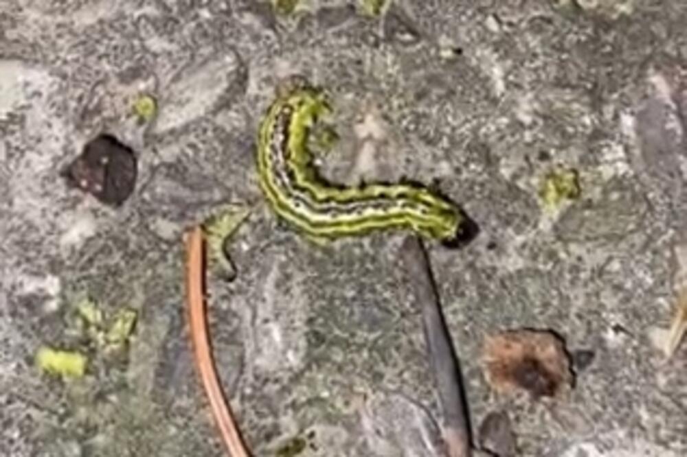 Azijska gusjenica, Foto: Tufik Softić