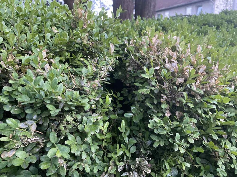 Sušenje listova znak za uzbunu