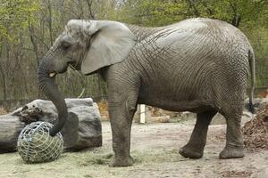 Anksiozna slonica u Zoo vrtu u Varšavi dobiće ulje ekstrakta...